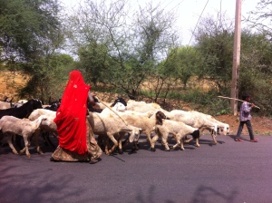 A common sight - rural Rajasthan